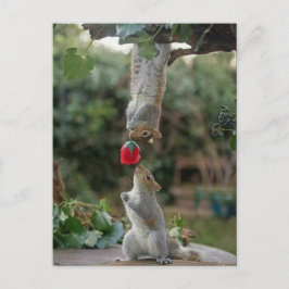 Eichhörnchen-Liebe Postkarte