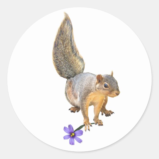 Eichhörnchen Lila Blume Aufkleber (Vorderseite)