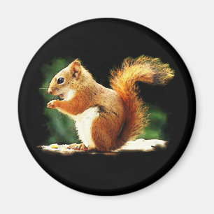 Eichhörnchen Magnet