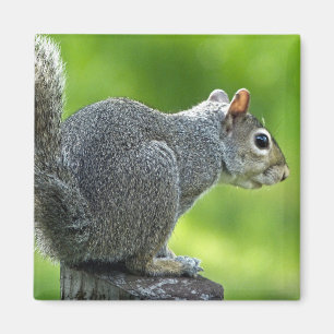 Eichhörnchen Magnet