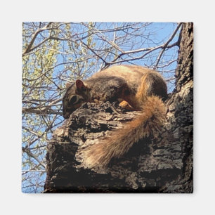 Eichhörnchen Magnet