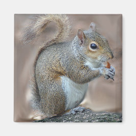 Eichhörnchen Magnet