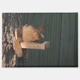 Eichhörnchen Magnet