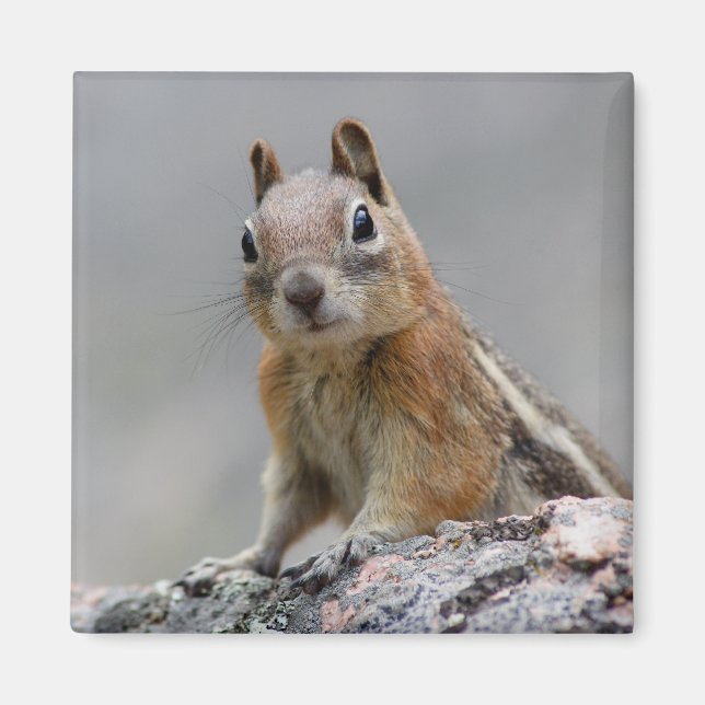 Eichhörnchen Magnet (Vorne)