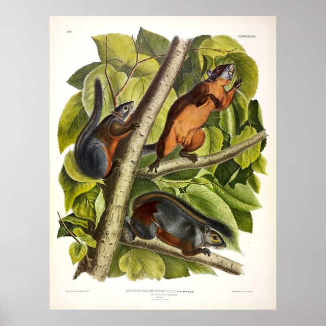 Eichhörnchen (Mexikanisches Grauhörnchen) Poster (Vorne)