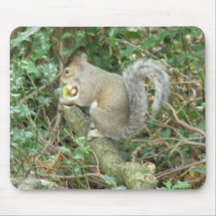Eichhörnchen mit Acorn Mousepad
