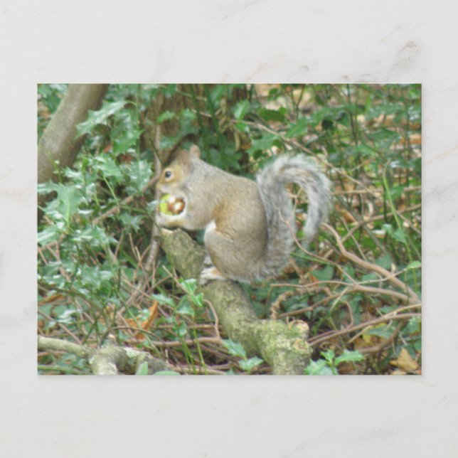 Eichhörnchen mit Acorn Postkarte (Vorderseite)