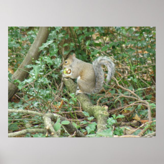 Eichhörnchen mit Acorn Print Poster (Vorne)