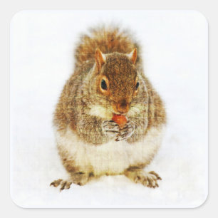 Eichhörnchen mit Acorn Quadratischer Aufkleber