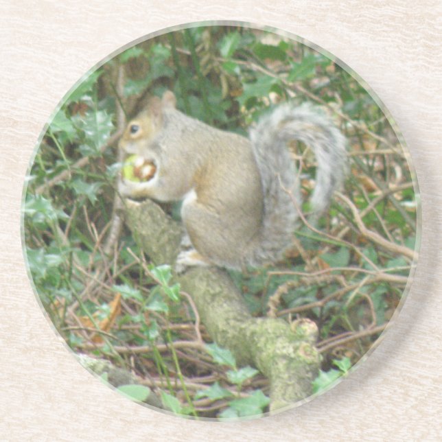 Eichhörnchen mit Acorn-Untersetzer Getränkeuntersetzer (Vorne)