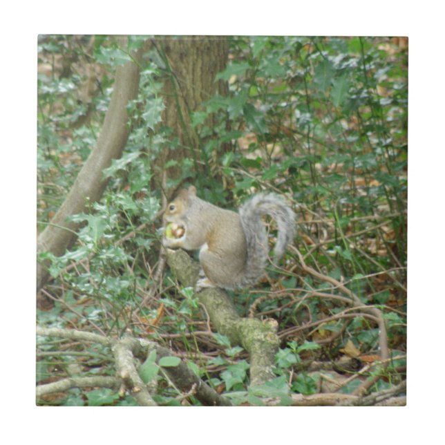 Eichhörnchen mit Acornkeil Fliese (Vorderseite)