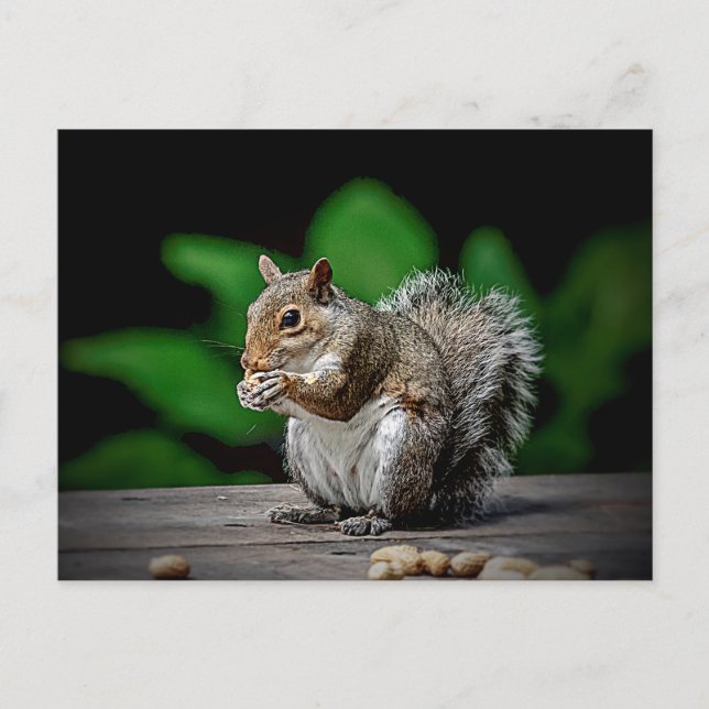 Eichhörnchen mit Erdnüssen Postkarte (Vorderseite)