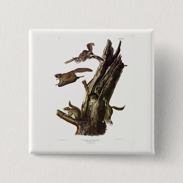 Eichhörnchen mit gemeinsamem oder südlichem Flying Button (Vorderseite)