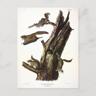 Eichhörnchen mit gemeinsamem oder südlichem Flying Postkarte