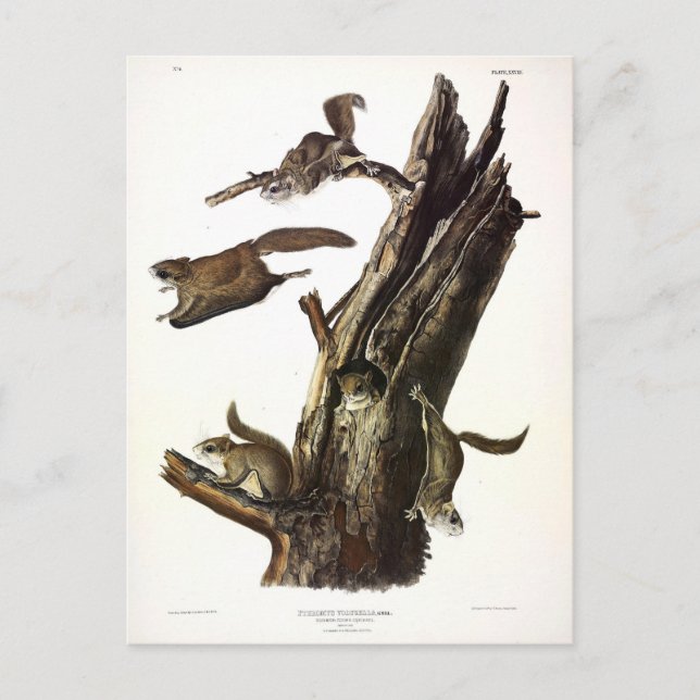 Eichhörnchen mit gemeinsamem oder südlichem Flying Postkarte (Vorderseite)