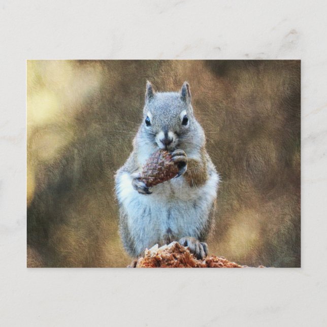 Eichhörnchen mit Kiefernkone Postkarte (Vorderseite)