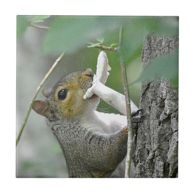 Eichhörnchen mit Mushroom Fliese (Vorderseite)