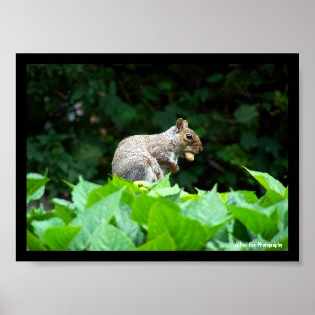 Eichhörnchen mit Nuss Poster (Vorne)