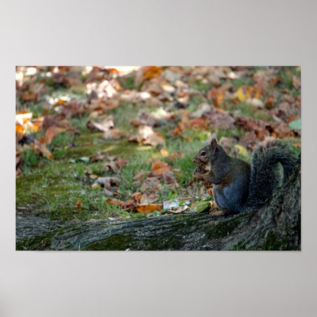 Eichhörnchen mit Nuss Poster (Vorne)