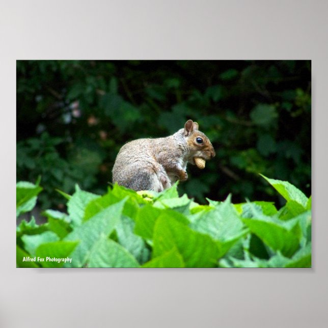 Eichhörnchen mit Nuss Poster (Vorne)