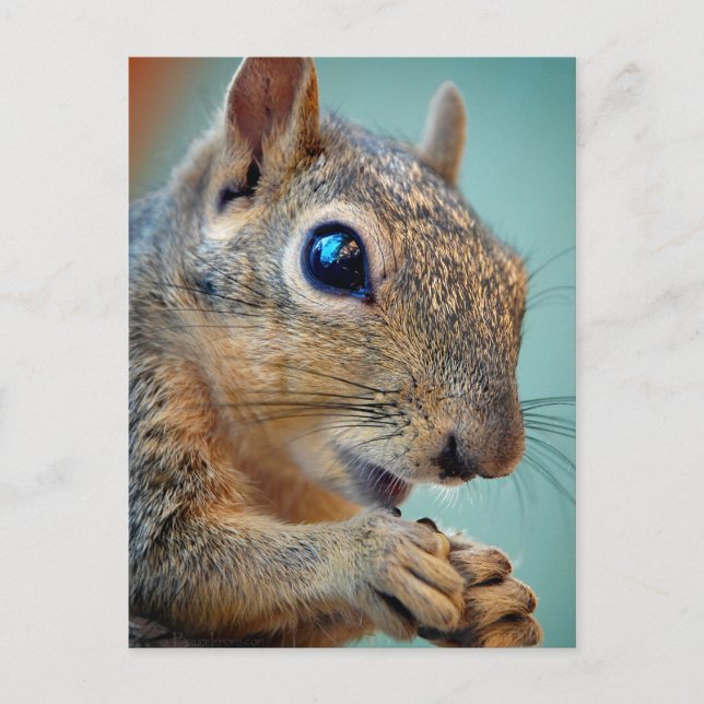 Eichhörnchen mit Nut 2 Nah Postkarte (Vorderseite)