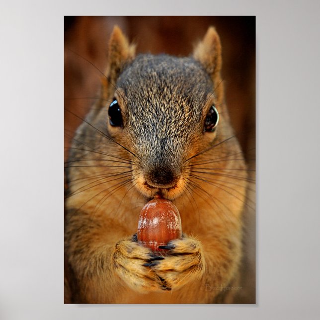 Eichhörnchen mit Nut 2 Poster (Vorne)