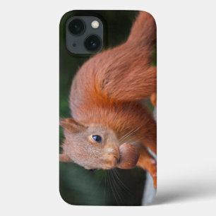 Eichhörnchen mit Nut iPad Mini Case