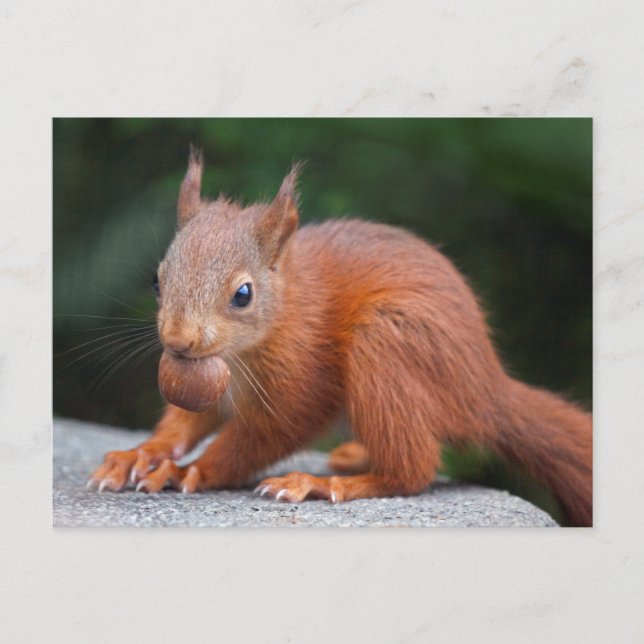 Eichhörnchen mit Nut Postcard Postkarte (Vorderseite)