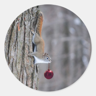 Eichhörnchen mit Weihnachtsschmuck Runder Aufkleber
