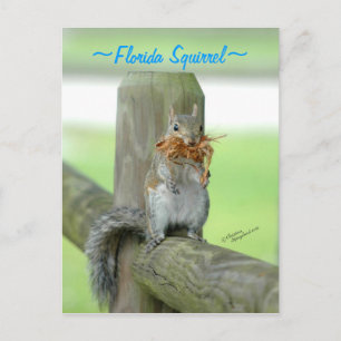 Eichhörnchen mit Zweigen Postkarte
