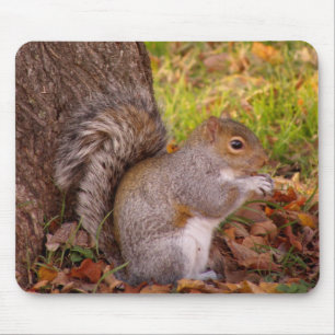 Eichhörnchen Mosue Auflage Mousepad