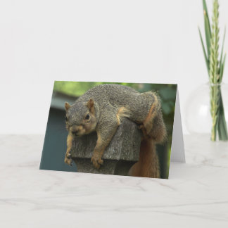 Eichhörnchen Nachmittag Karte