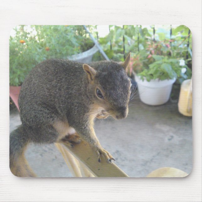 Eichhörnchen Nah hoch Mousepad (Vorne)