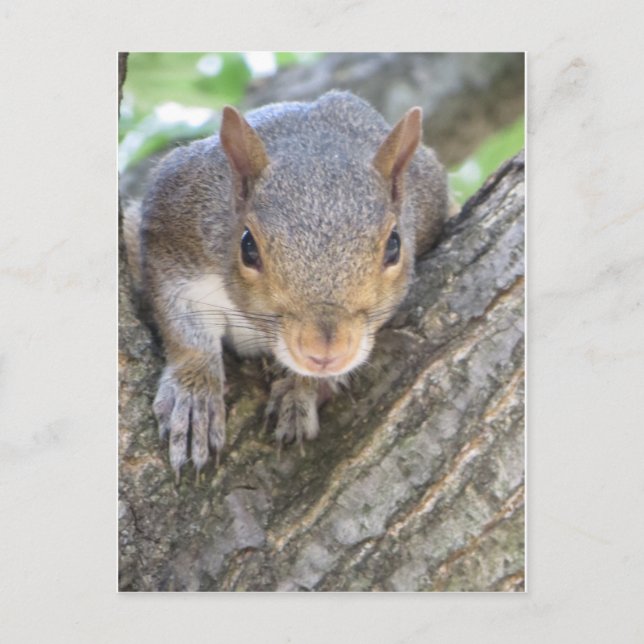 Eichhörnchen Nah Postkarte (Vorderseite)