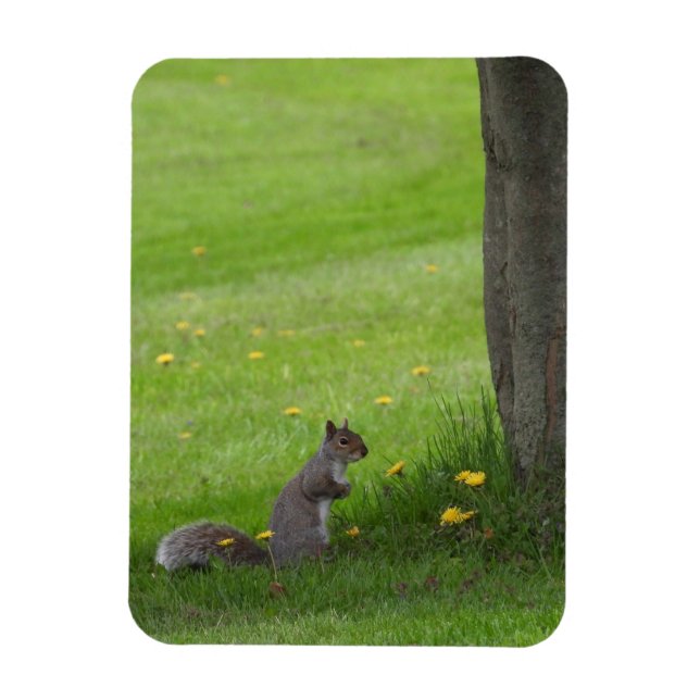 Eichhörnchen, niedlich aussehend magnet (Vertikal)