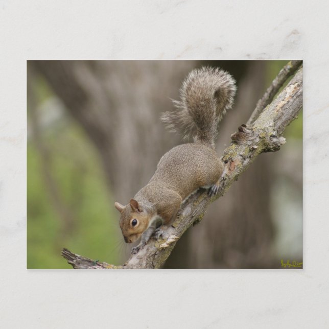 Eichhörnchen Niedlich Fotografie Postcard Portrait Postkarte (Vorderseite)