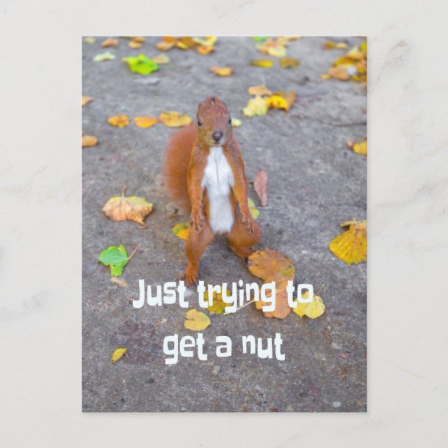 Eichhörnchen nur versuchen, sich eine Nuss zu hole Postkarte (Vorderseite)
