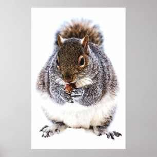 Eichhörnchen Nut Poster