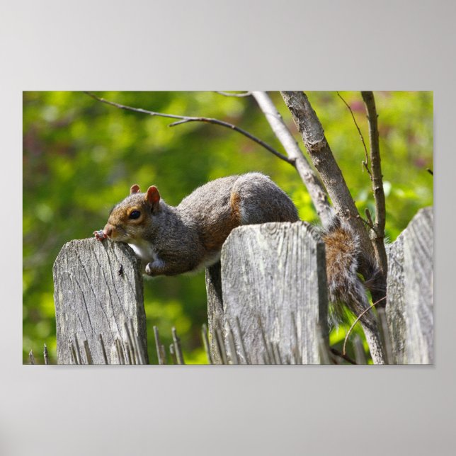 Eichhörnchen oben auf einem Zaun Poster (Vorne)