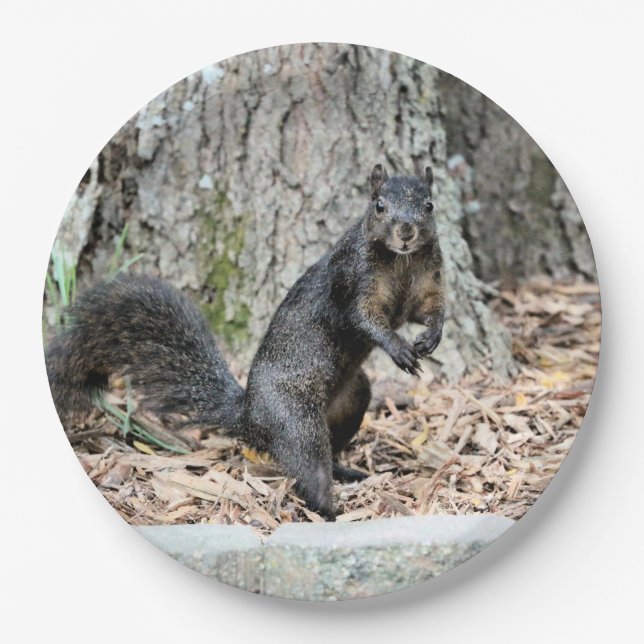 Eichhörnchen Pappteller (Vorderseite)