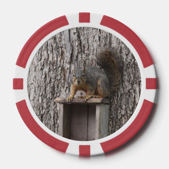 Eichhörnchen Pokerchips (Vorderseite)