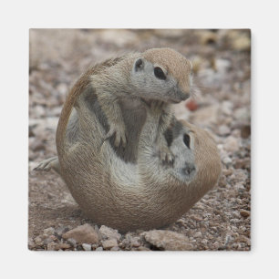 Eichhörnchen-Poltern-Magnet Magnet