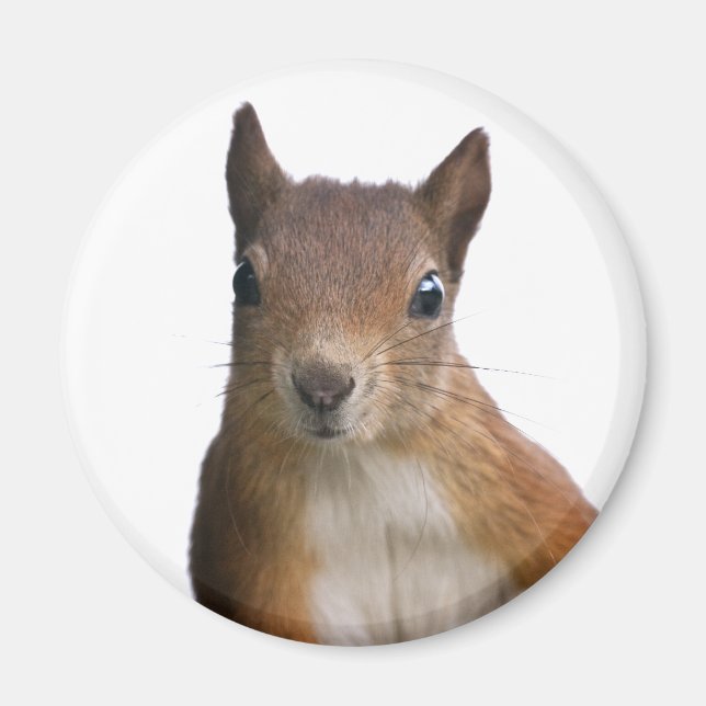 Eichhörnchen Portrait Magnet (Vorne)