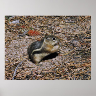 Eichhörnchen Poster