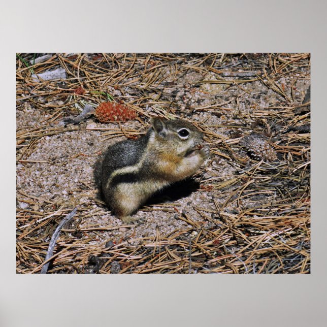 Eichhörnchen Poster (Vorne)