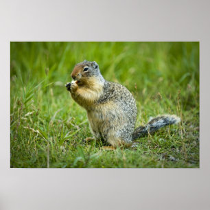 Eichhörnchen Poster