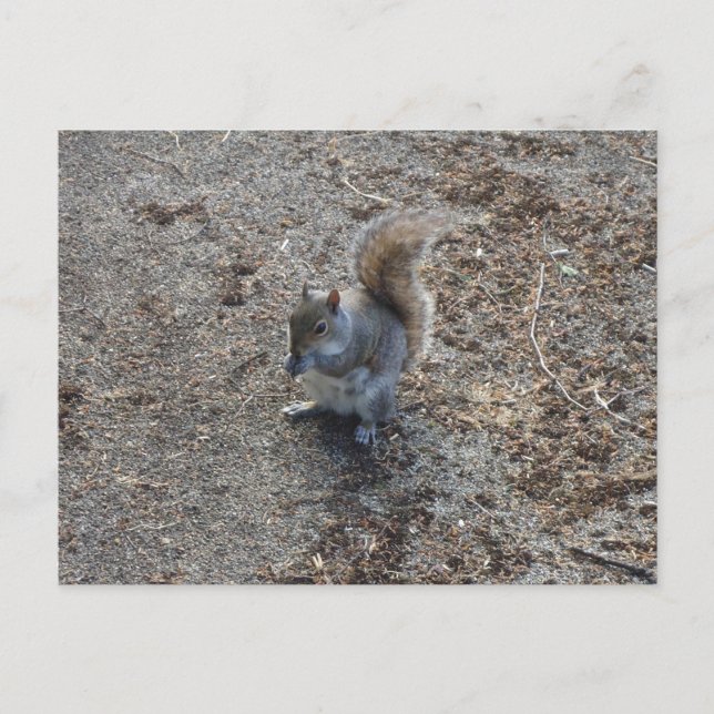 Eichhörnchen Postkarte (Vorderseite)