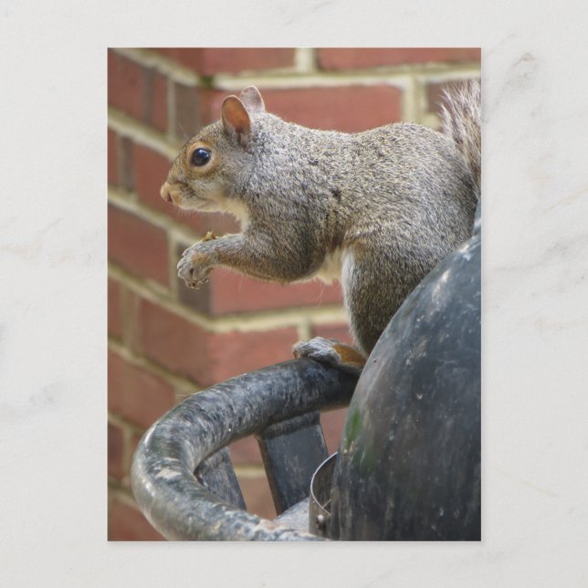 Eichhörnchen Postkarte (Vorderseite)