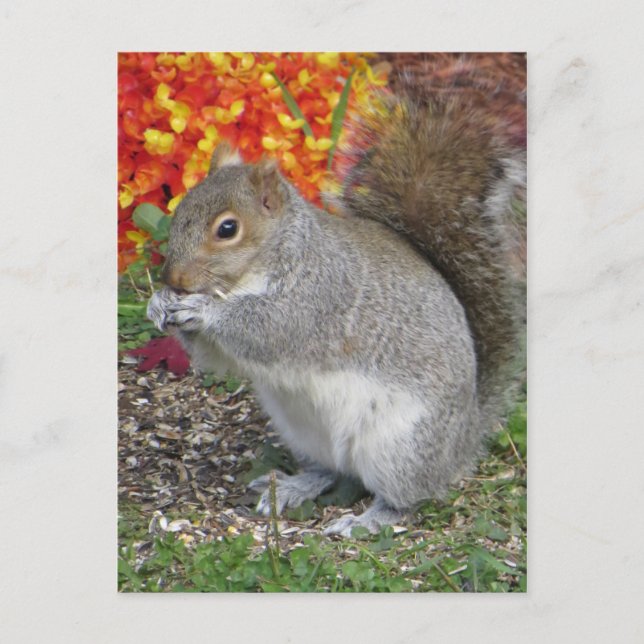 Eichhörnchen Postkarte (Vorderseite)