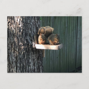 Eichhörnchen Postkarte